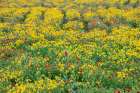 Texas Wildflowers Art Print